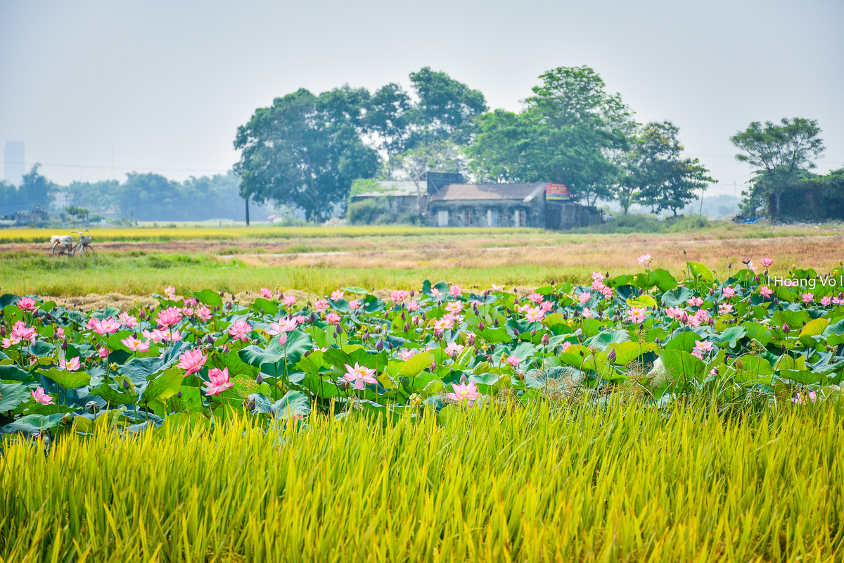 Chùa Vĩnh Tràng - Rạch Gầm Xoài Mút - Viếng Lăng Cụ Phó Bảng - Căn Cứ Địa Cách Mạng Xẻo Quýt